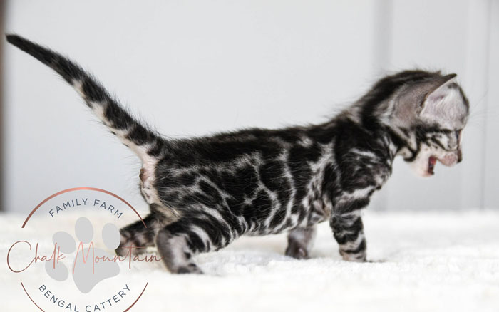 Bengal Kitten For Sale